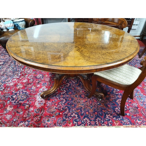 486 - A really good mid 19th Century Walnut oval Supper/Loo Table with scissors movement pod, a burr walnu... 