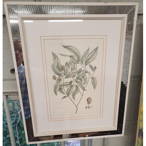 723 - A good pair of Still Life Prints of Plants. 25 x 37H cms approx.