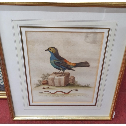 990 - A lovely pair of hand coloured 18th Century Engravings of birds in gilt frames. 26 x 20 cms approx.