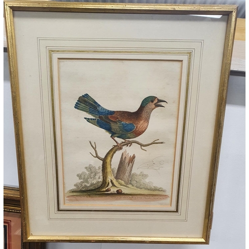 990 - A lovely pair of hand coloured 18th Century Engravings of birds in gilt frames. 26 x 20 cms approx.