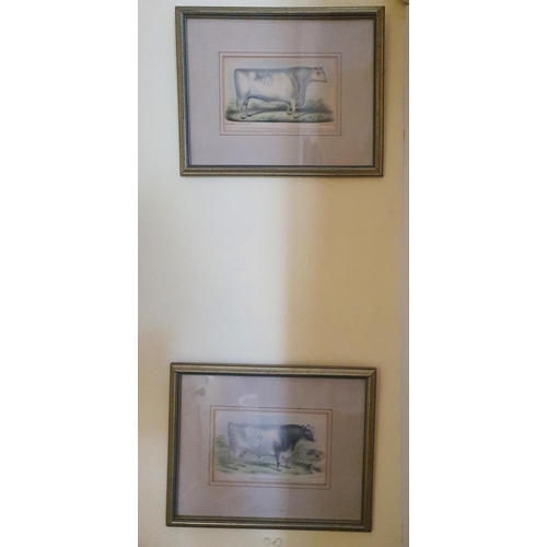 229 - A good quantity of 19th Century framed Bookplates of Cattle. Largest frame 31 x W36cm approx.