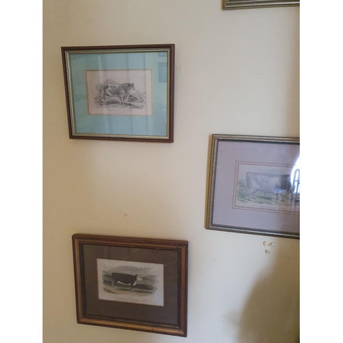 229 - A good quantity of 19th Century framed Bookplates of Cattle. Largest frame 31 x W36cm approx.