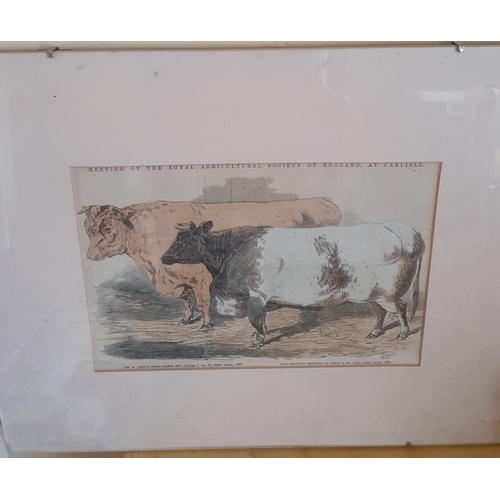 229 - A good quantity of 19th Century framed Bookplates of Cattle. Largest frame 31 x W36cm approx.