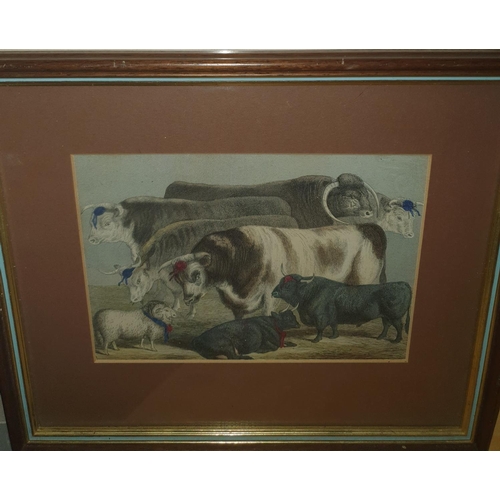 229 - A good quantity of 19th Century framed Bookplates of Cattle. Largest frame 31 x W36cm approx.