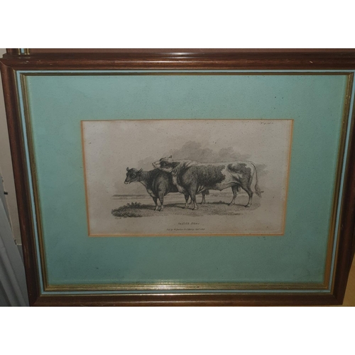 229 - A good quantity of 19th Century framed Bookplates of Cattle. Largest frame 31 x W36cm approx.