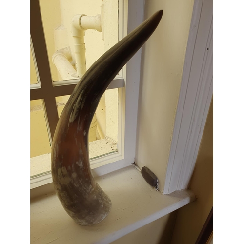 410 - A very large Cow Horn. H50cm approx.