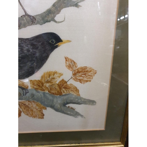 135 - A lovely and well painted Watercolour of a thrush ad blackbird signed P O' Neill,