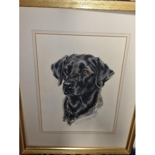 97 - A really good Pastel of a Labrador. Signed indistinctly Elizabeth Scrivenor ? February '85. 37 x 28 ... 