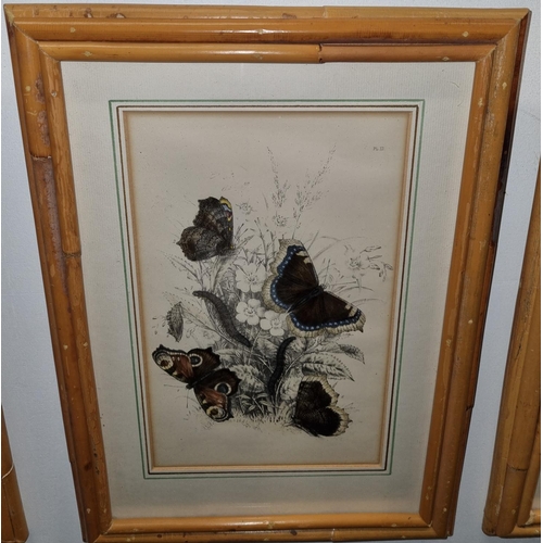 713 - A good set of four 19th Century hand coloured Prints of Butterflies, originally plates from books in... 