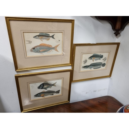 716 - A set of four 19th Century hand coloured Bookplates of Fish.