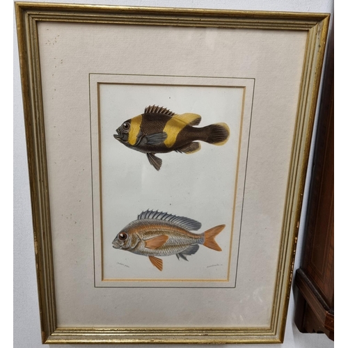 716 - A set of four 19th Century hand coloured Bookplates of Fish.