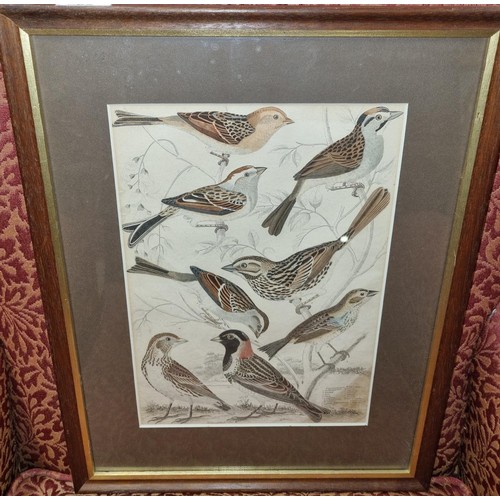 682 - A 19th Century coloured framed book Plate of Irish Birds.