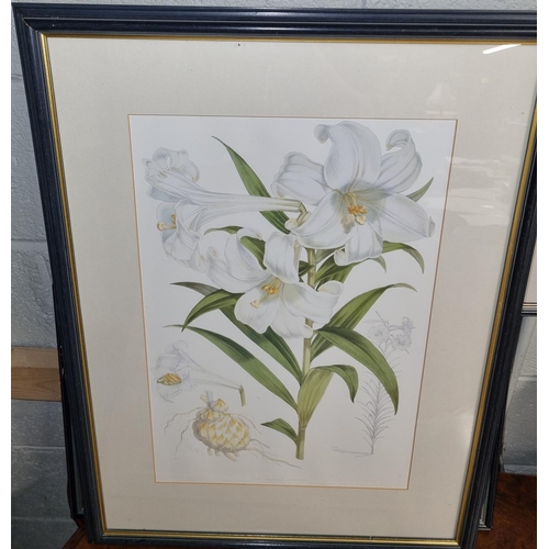 92 - A lovely pair of coloured Prints still life of Lilium Japonicum in good frames along with another.
H... 