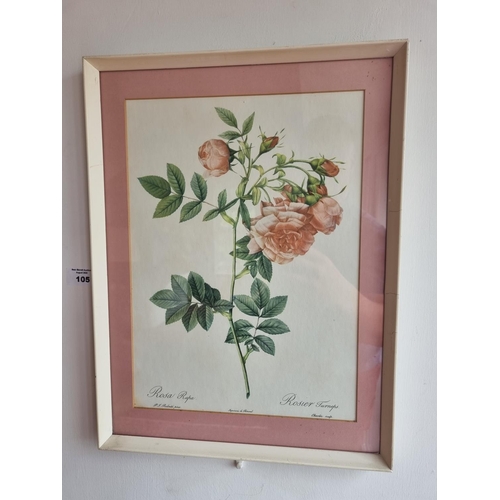 105 - A good pair of coloured Book Prints of Roses.
H 42 x W 32 cm approx.