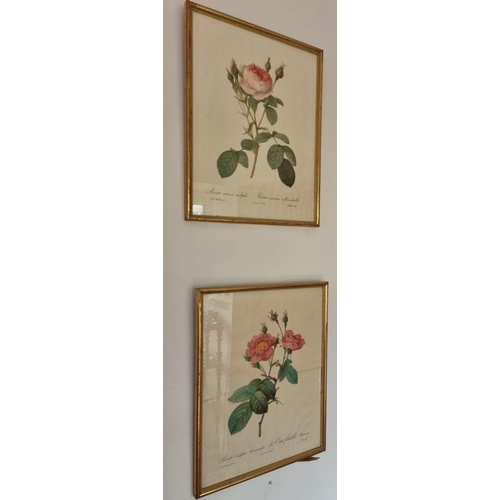 95 - A good set of four 19th century Bookplates of Roses. H 42 x W 32 cm approx.