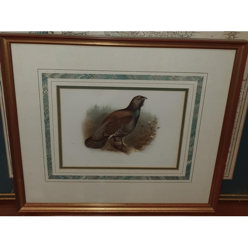 806 - Withdrawn. A fabulous set of coloured prints of Birds, superbly mounted and framed.
H 42 x 48 cm app... 