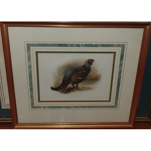 806 - Withdrawn. A fabulous set of coloured prints of Birds, superbly mounted and framed.
H 42 x 48 cm app... 