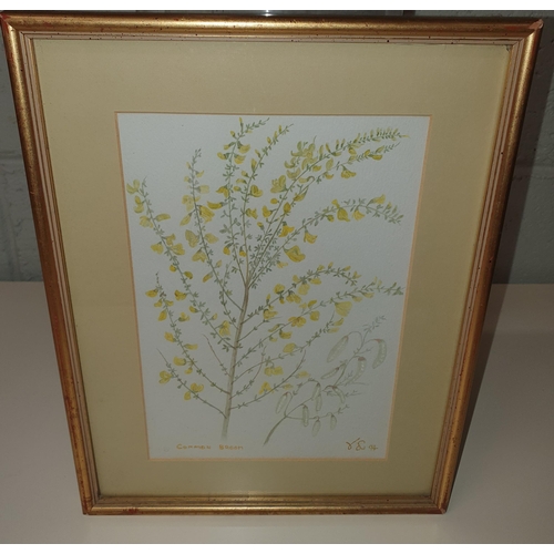 837 - A 20th Century Watercolour depicting the common broom. Monogrammed LR. Painted by Vi Lawlor of Osber... 