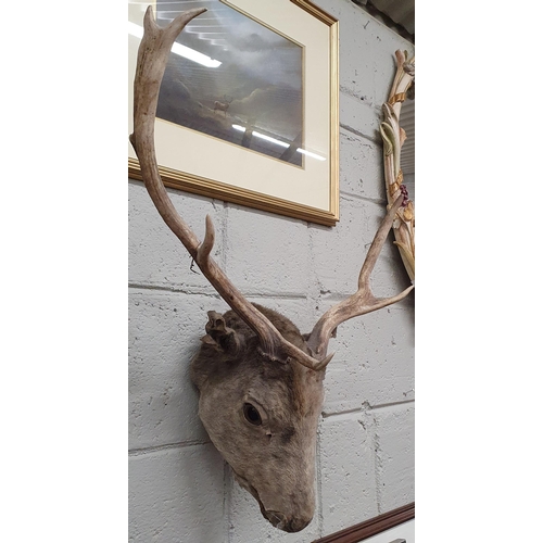 440 - A wall mounted Stags Head.