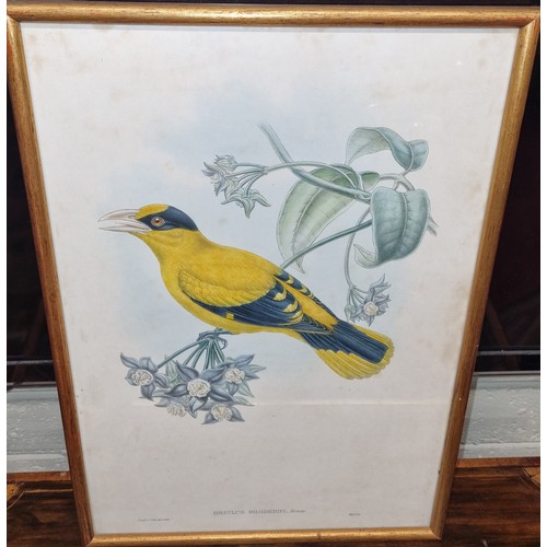 547a - A good pair of 19th Century coloured prints of Birds.