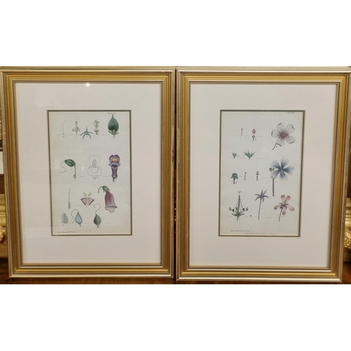 26 - A good set of four 19th Century well framed Book Plates, still life. 34 x 26 cm approx.