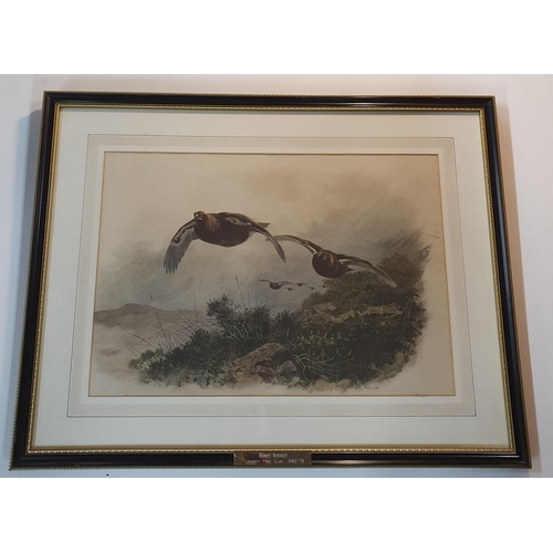 43 - After Archibald Thorburn a good print of grouse in flight above a moorland. 56 x 73 cm approx.