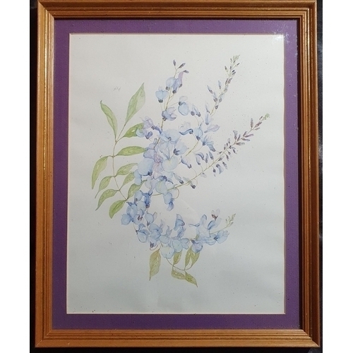 84 - P Frances. A 20th Century Watercolour of Wisteria. Monogrammed PDF. LR. 34 x 26cm approx.