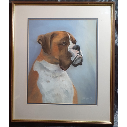 91 - G Oliver. A pair of Gouache/Pastels of Boxer Dogs. Signed Lower. 44 x 34cm approx.