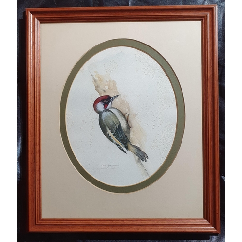 92 - A Watercolour of a green Woodpecker. Signed indistinctly LL. 26 x 20cm approx.