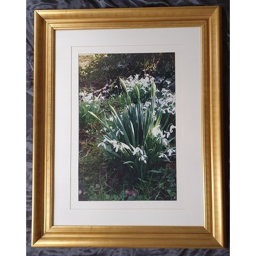 855 - A Really Good Gilt Picture Frame with Mounted Photography Images . 
Height 96 x 77 cm approx.