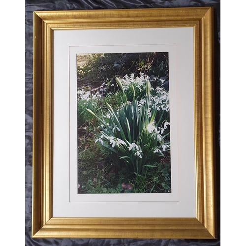 856 - A Really Good Gilt Picture Frame with Mounted Photography Images . 
Height 96 x 77 cm approx.