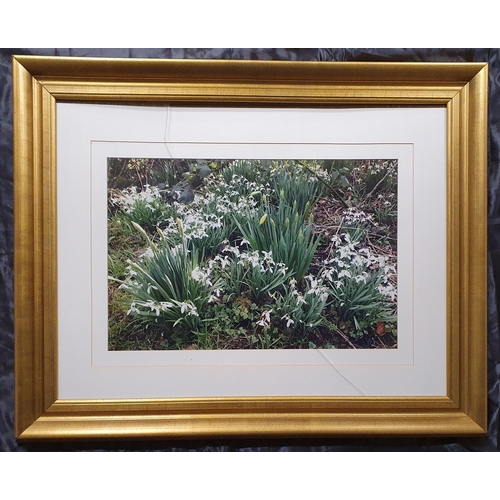 867 - A Really Good Gilt Picture Frame with Mounted Photography Images . 
Height 77 x 96 cm approx.