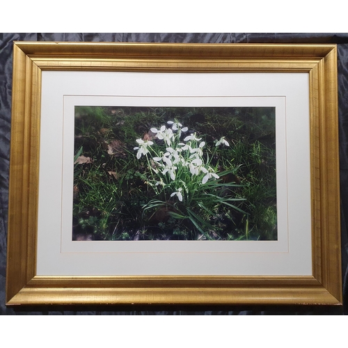 872 - A Really Good Gilt Picture Frame with Mounted Photography Images . 
Height 77 x 96 cm approx.