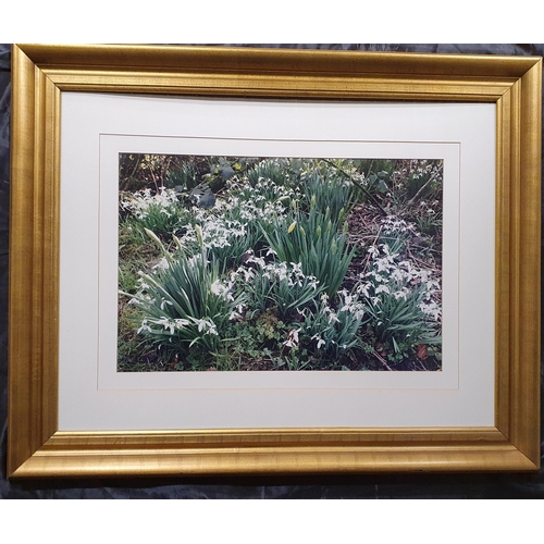 874 - A Really Good Gilt Picture Frame with Mounted Photography Images . 
Height 77 x 96 cm approx.