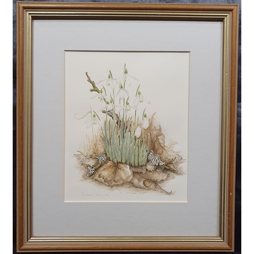 1 - Rosemary Hatton. A 20th Century Watercolour of snowdrops. Signed LL and dated '98. 22 x 18 cm approx... 