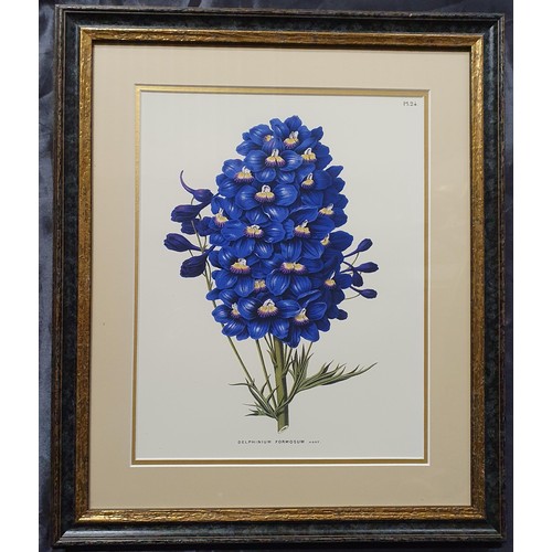 19 - A fabulous set of six Still Life colour Engravings of flowers in really good frames. 51 x 43 cm appr... 