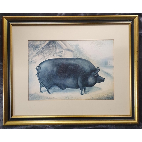 333 - Two coloured Prints of Pigs in good frames. 47 x 59 cm approx.