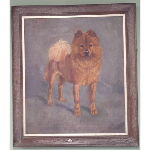 827 - An Oil On Canvas of a dog indistinctly signed LR. 70 x 60 cm approx.