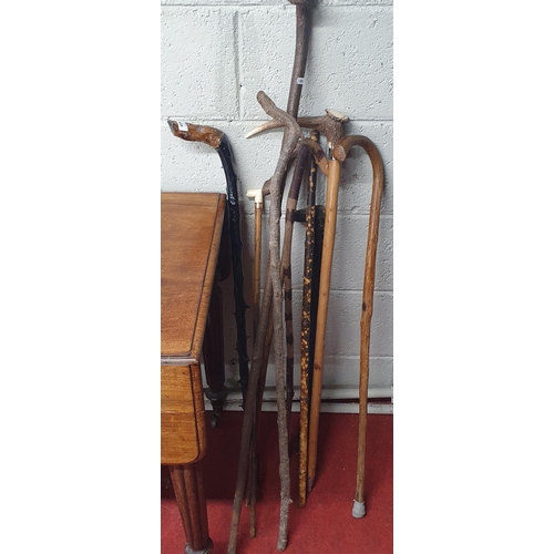 825 - A good quantity of Vintage Walking Sticks and Staff.