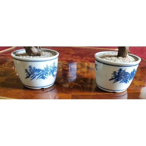 212 - A good unusual pair of Oriental Pots with Bonsai style plants. D 8 x H 6 cm approx.