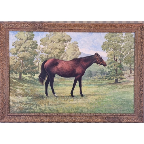 248 - Marshall C Hudson. A large Oil on Board of a Racehorse. Signed LR. Marshall C Hudson. A.R.H.A. The p... 