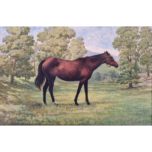 248 - Marshall C Hudson. A large Oil on Board of a Racehorse. Signed LR. Marshall C Hudson. A.R.H.A. The p... 