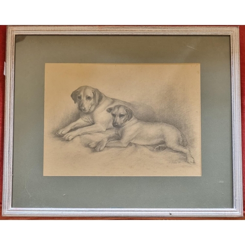 310 - A 20th Century Pencil Sketch of two Labradors by T Forbes. Highlighted in white and signed LR.
29 x ... 