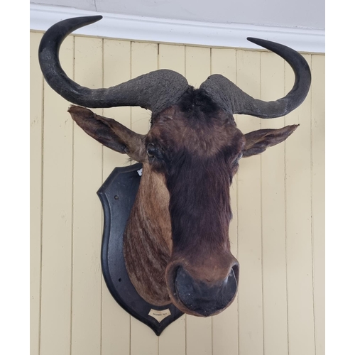 819 - An extremally large Taxidermy head of an Antelope, early 20th Century with date December 1927 mounte... 