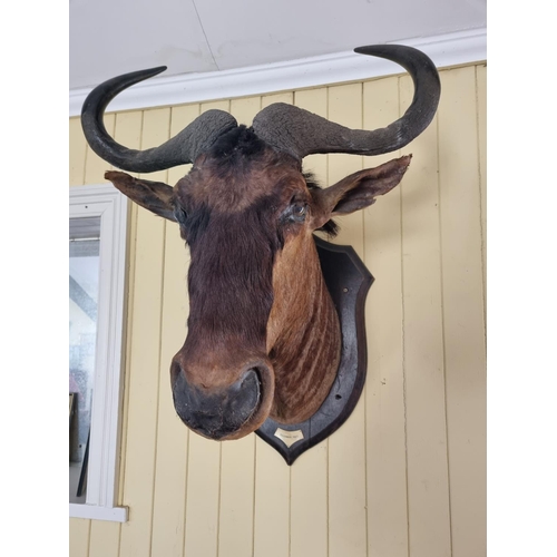 819 - An extremally large Taxidermy head of an Antelope, early 20th Century with date December 1927 mounte... 