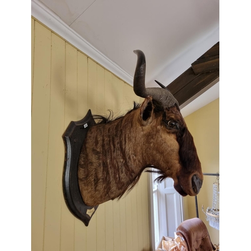 819 - An extremally large Taxidermy head of an Antelope, early 20th Century with date December 1927 mounte... 