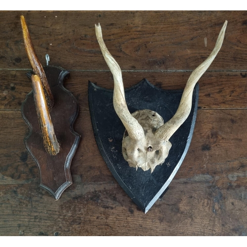 906 - Two 19th Century wall mounted Taxidermy. H 31 cm approx.