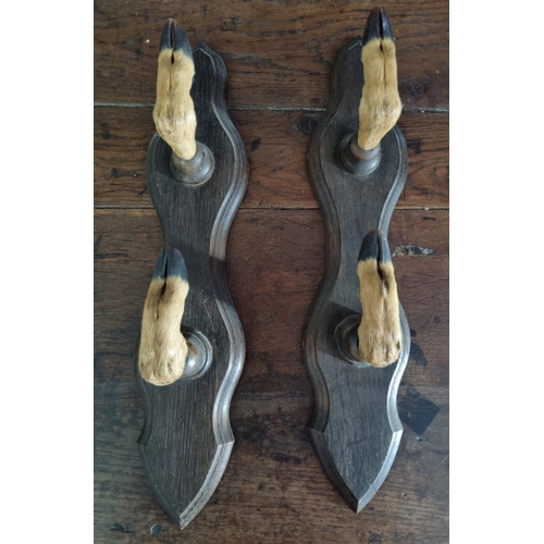 907 - A pair of 19th Century Taxidermy Hat Racks in the form of hooves. H 44 cm approx.