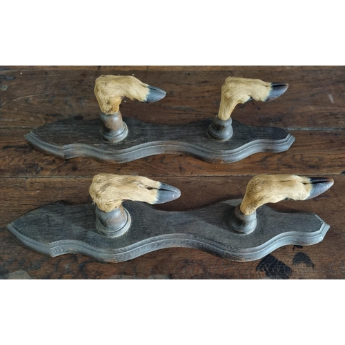 907 - A pair of 19th Century Taxidermy Hat Racks in the form of hooves. H 44 cm approx.