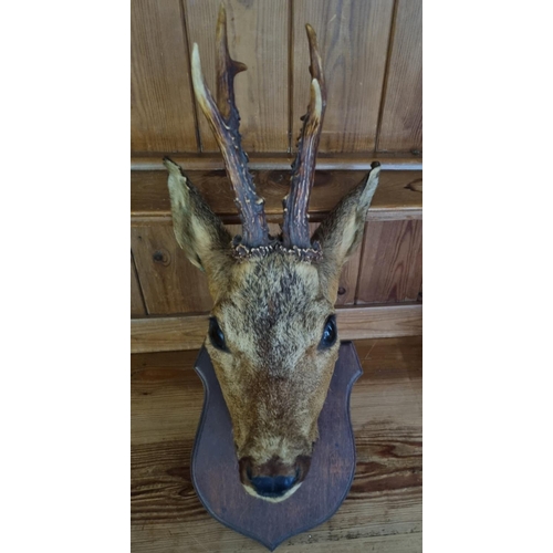 911 - An early wall mounted Taxidermy of a young Buck Deer.